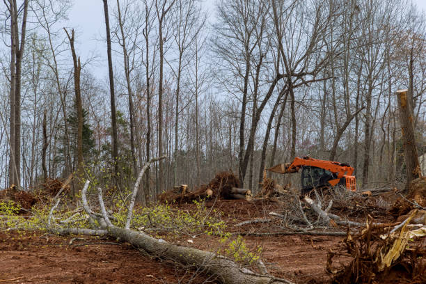 Best Lot and Land Clearing  in Mount Pleasant, UT