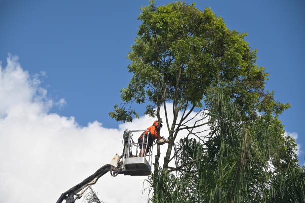 Best Tree Health Inspection  in Mount Pleasant, UT