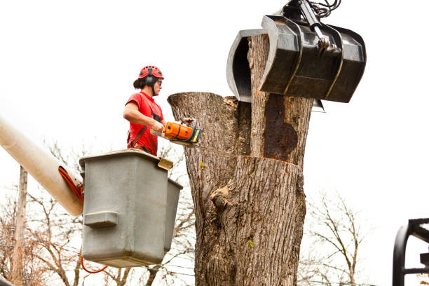  Mount Pleasant, UT Tree Services Pros